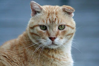 feral cat