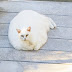 More Fat Companion Cats