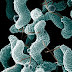 Zoonotic Disease Carried by Cats