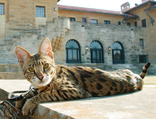 [11+month+old+f2+male+(2).jpg]