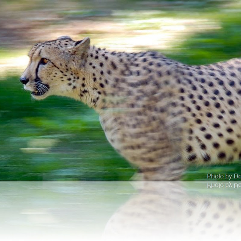 How fast can a cheetah run?