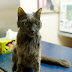 Feline Euthanasia