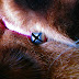 Cat Safety Collar With Bell