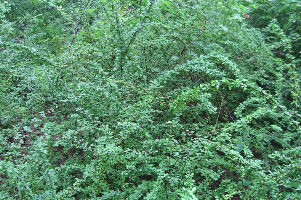 The Land Conservancy of N.J. September 2010