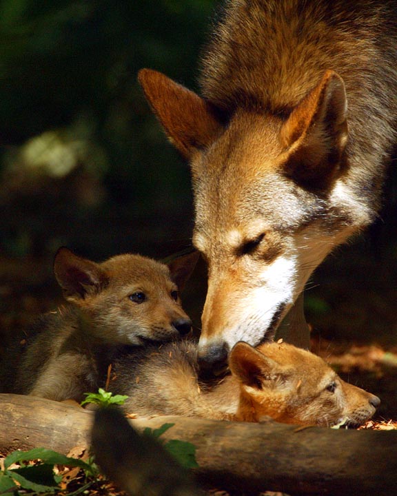 Red Wolf Red Wolf