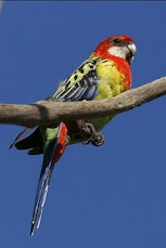 Eastern Rosellas