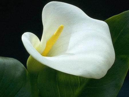 Labels: Calla Lily