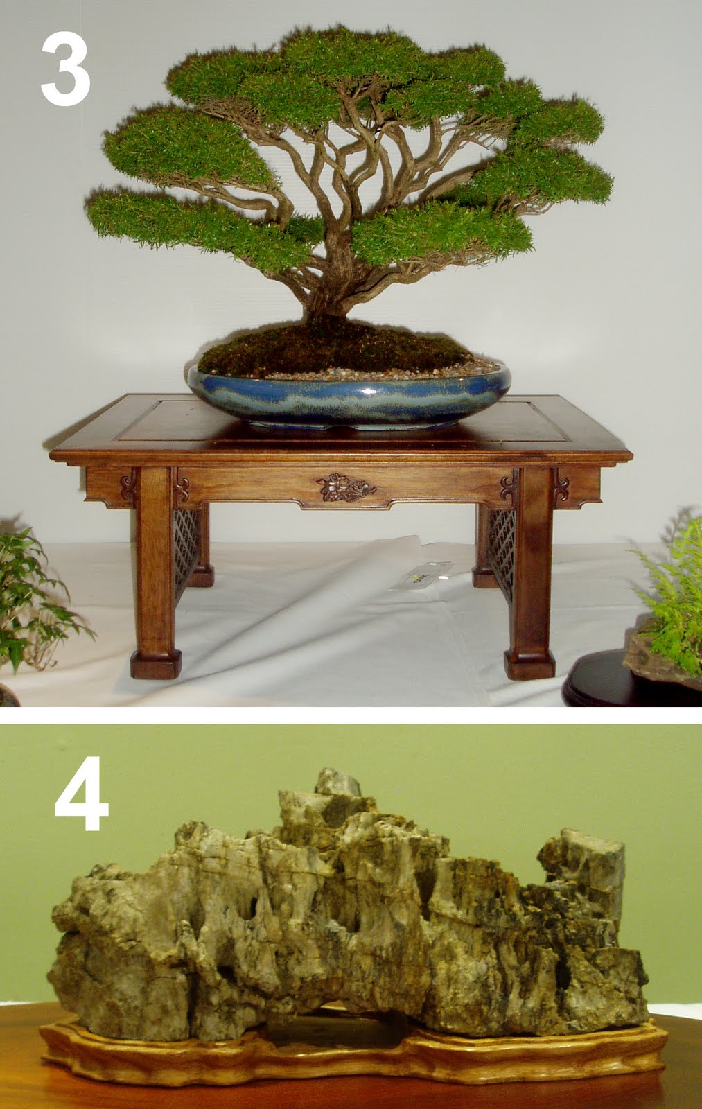 Bonsai Skosh Australia Day Bonsai Exhibition