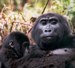 Mountain Gorilla: Reproduction Mountain Gorilla: Reproduction