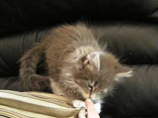 blue_white_Maine_Coon_kitten