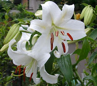 Asiatic Lily plant