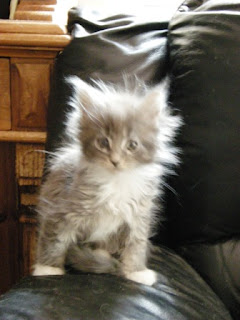blue_white_Maine_Coon_kitten