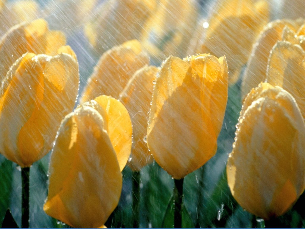 [Spring+Shower,+Tulips.jpg]