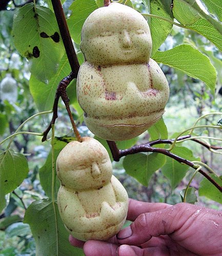 [Buddha+Shaped+Pears.jpg]