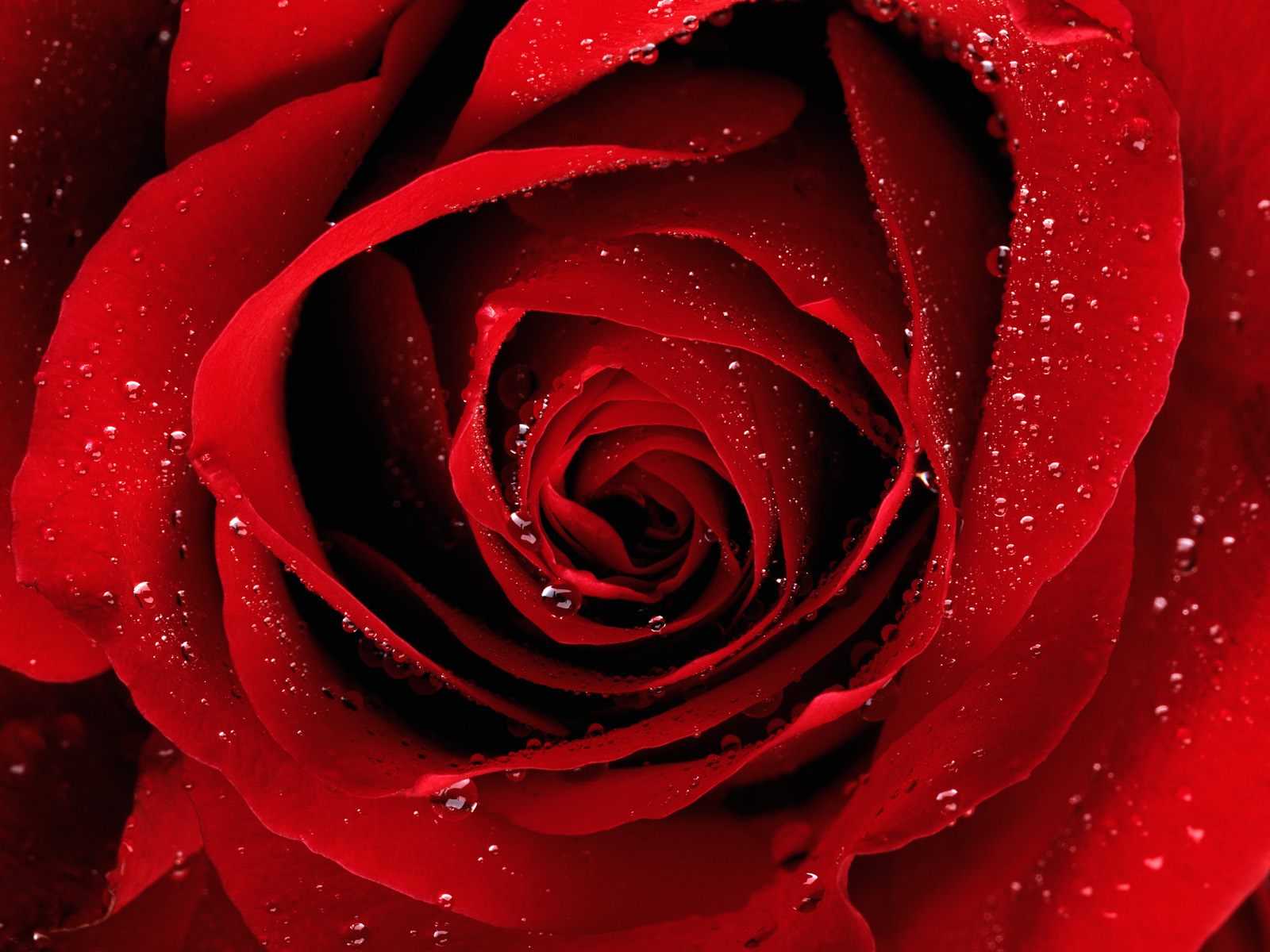 Red Rose Wallapaper