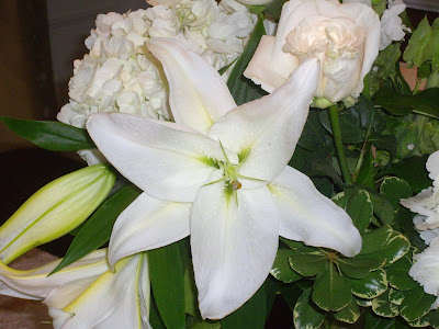 Casablanca Lily casablanca lily pictures. Casablanca Lily