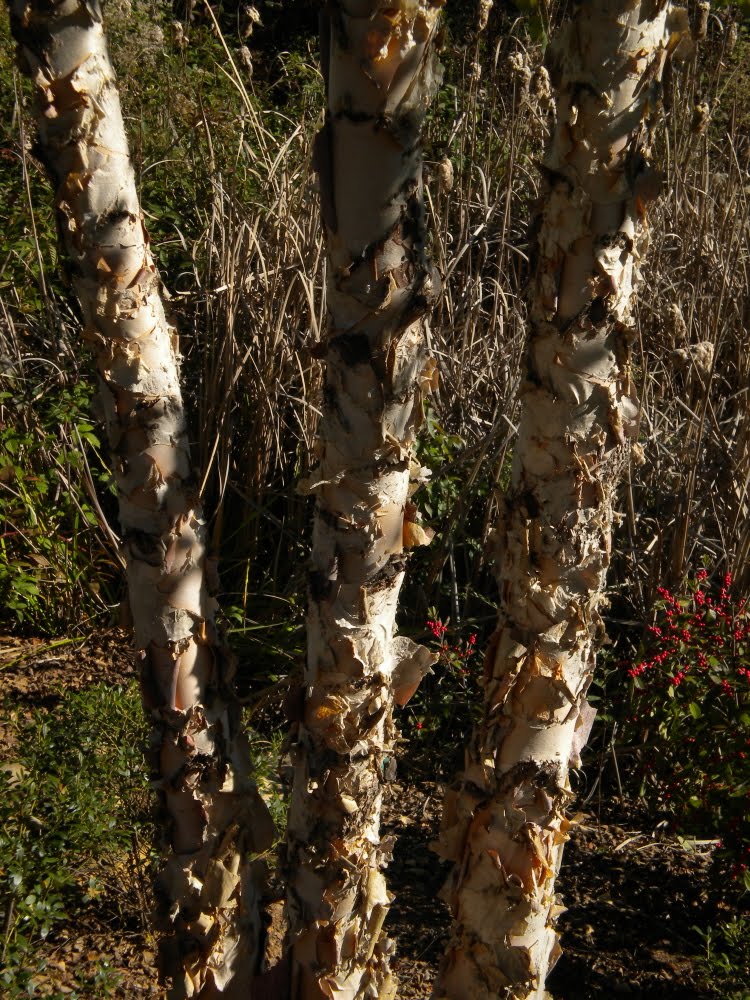 paper birch trees Birch trees are of many varieties, paper birch being one of them what gives it this name is its bark that grows white and papery with age this buzzle article gives. paper birch trees Birch trees are of many varieties, paper birch being one of them what gives it this name is its bark that grows white and papery with age this buzzle article gives.