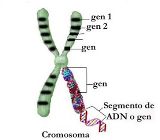 EQUILIBRIO GENETICO equilibrio genetico: