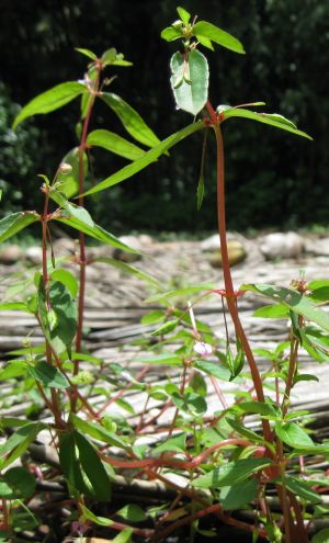 [SoNehoogu-Neerkaddi@SoNe.jpg]