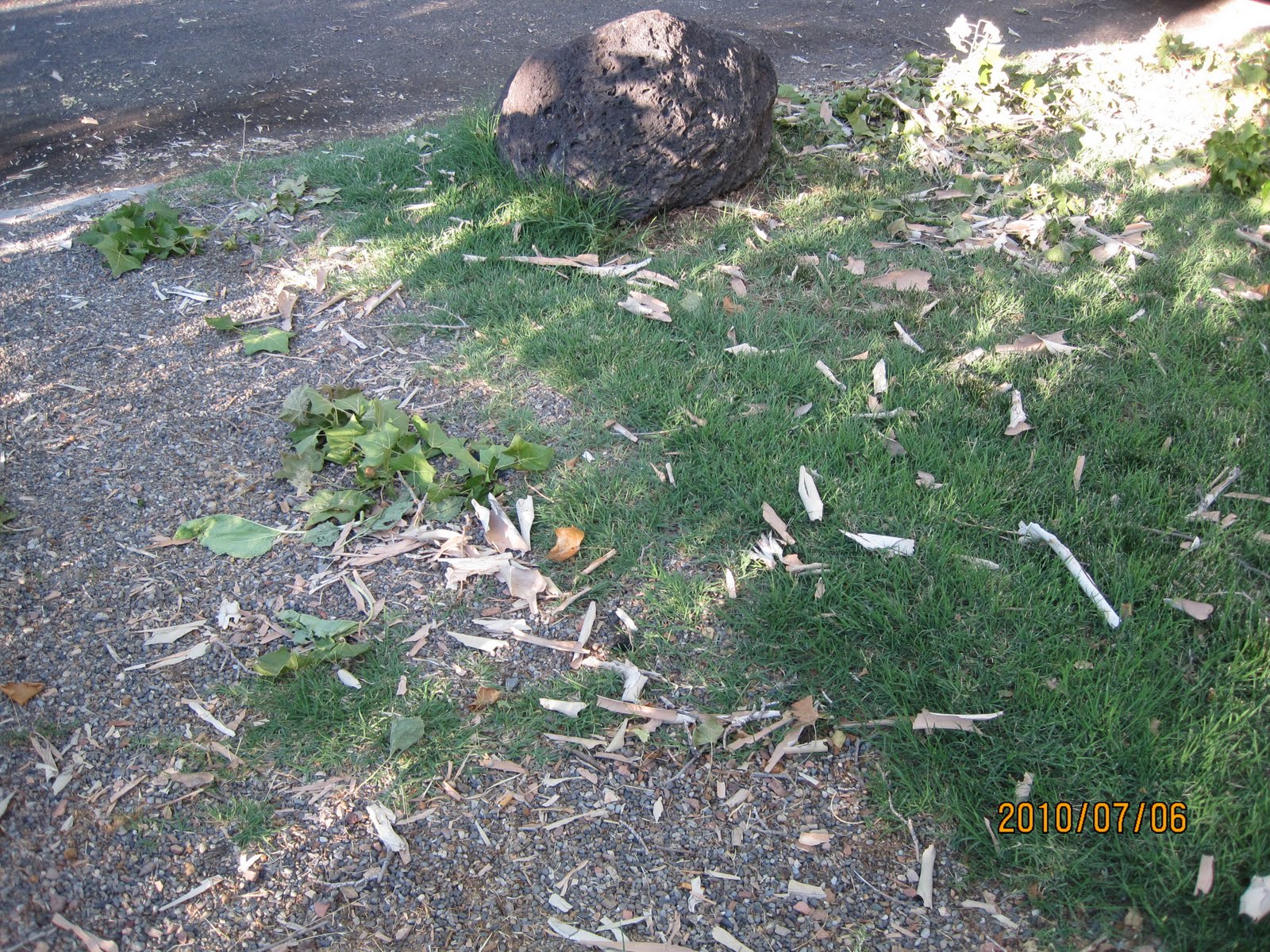 Swift's Gardening Blog Swift Horticultural Enterprises, LLC Losing