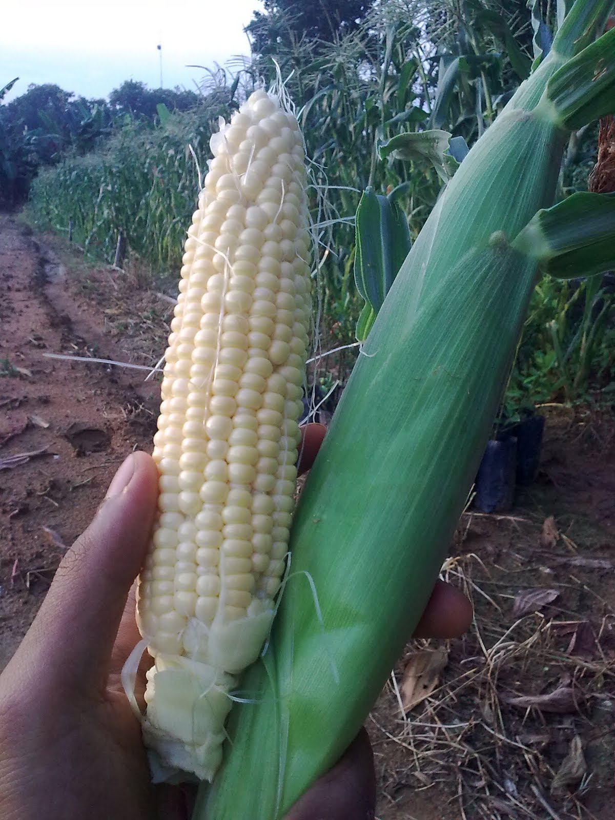d�honestfarm Update Jagung Manis d�honestfarm Update Jagung Manis