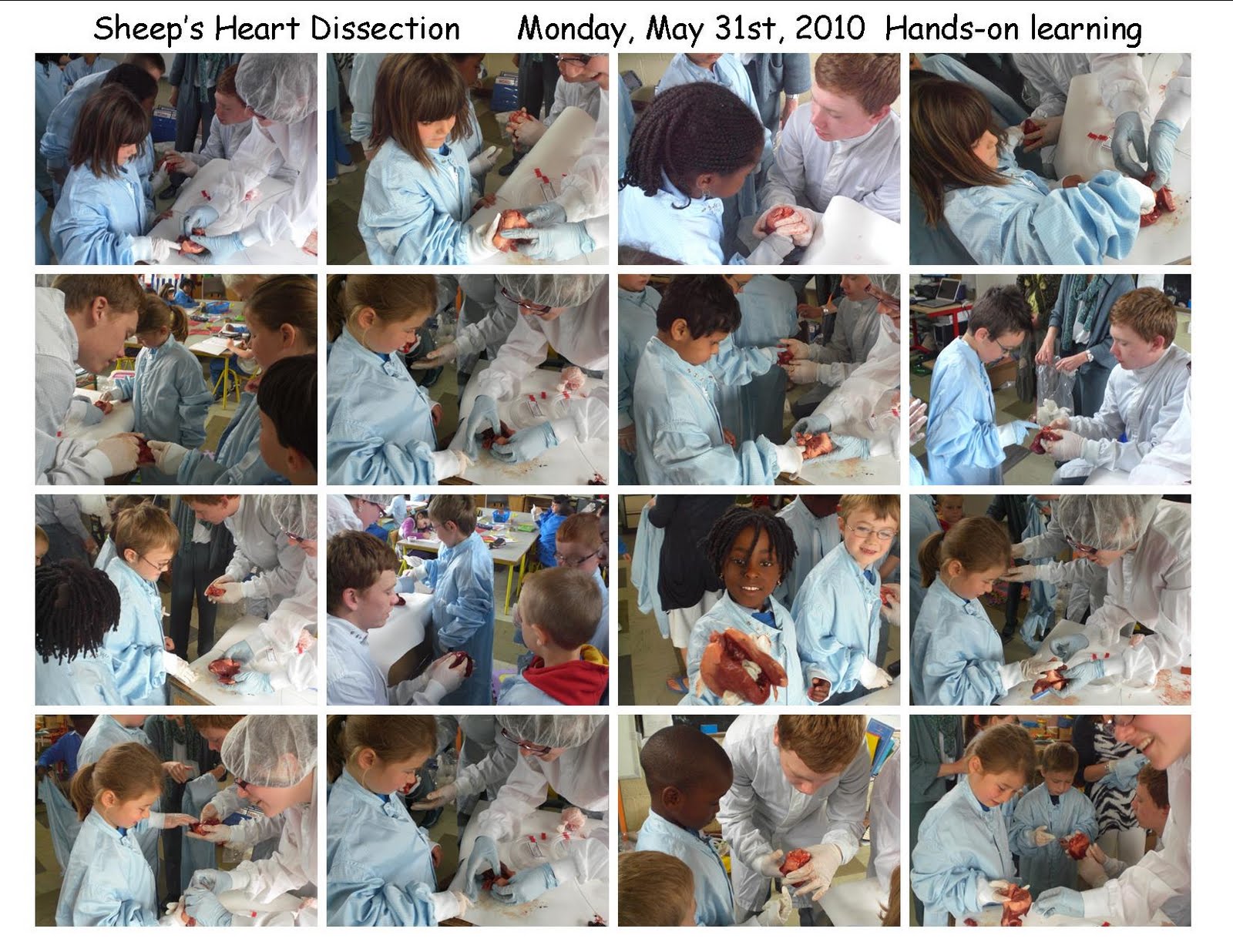 Chicken Heart Diagram