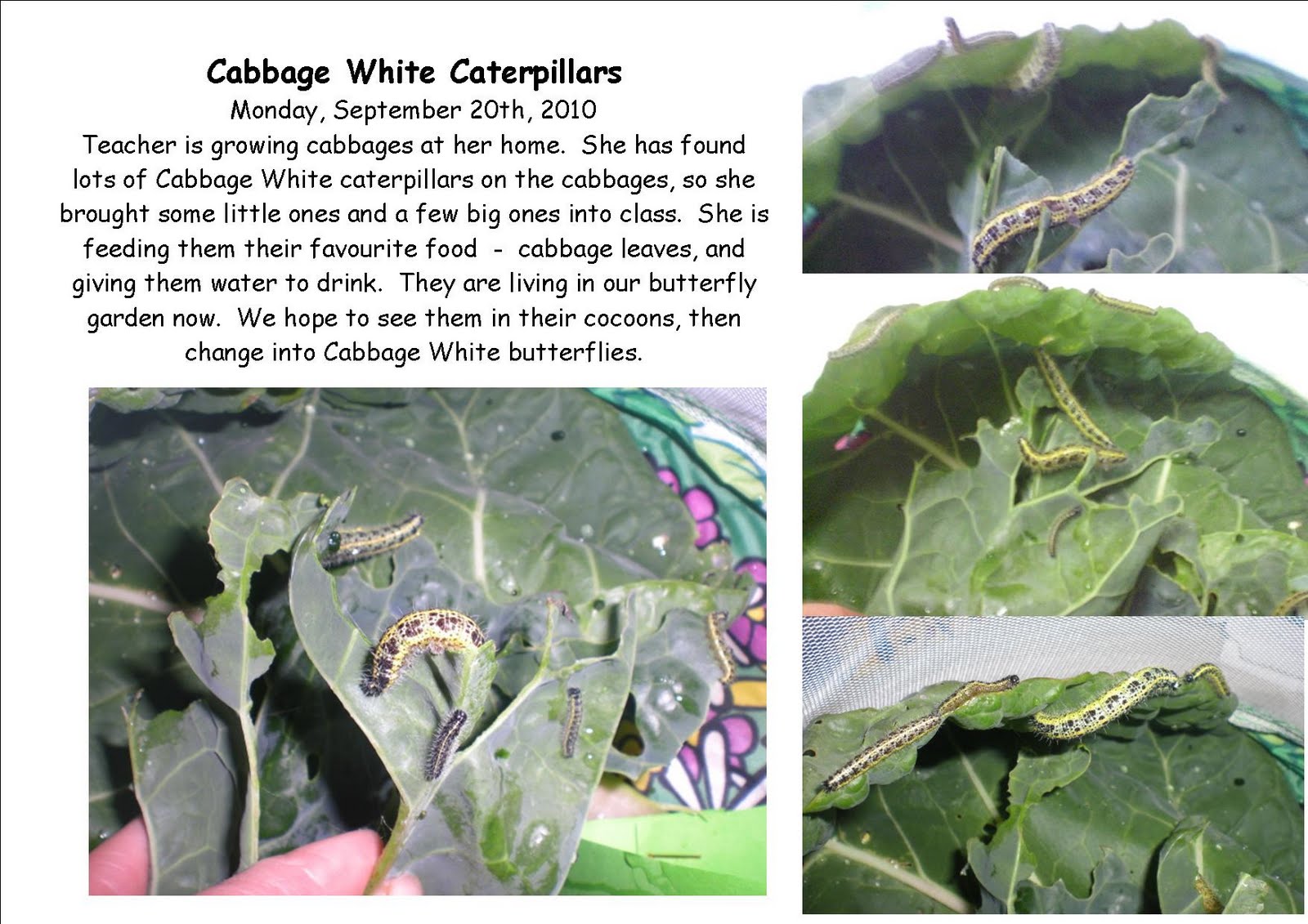 From Caterpillar to Butterfly Cabbage White Caterpillars