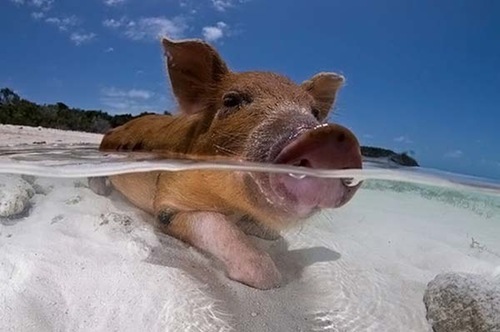 Spread the Word: Can all animals swim?