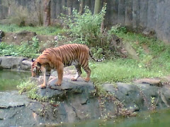 ZOO KEMAMAN