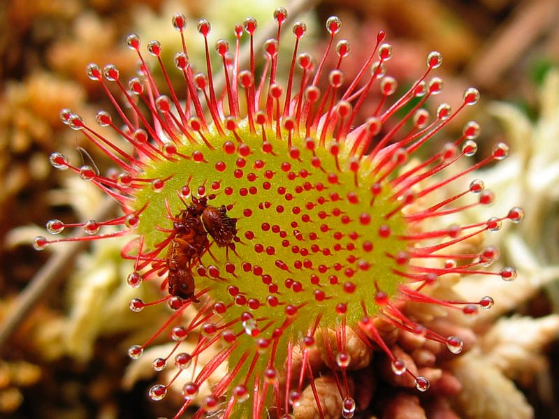 Bizzle September 2010