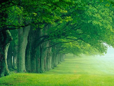 Wallpaper Nature Hd. wallpaper of nature. Wallpaper Nature Hd.