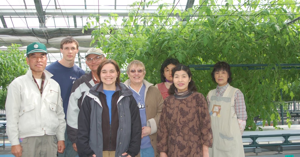Life In Japan Hydroponic Tomatoes In Japan!!