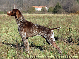 Kopekler Hakkinda Bilgiler Bedava Kopek Verenler Kopek Yavrulari Resimleri Alman Pointer Kurzhaar Fotograflari