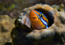 Nemo "lo Encontre"