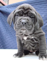 LA CALIDAD NO SE IMPROVISA