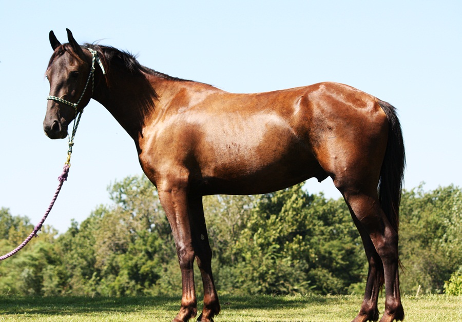 Horses for Sale Kelly Saddlebred/Friesian cross 2yr Gldg