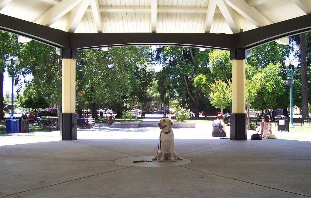 Ours for a Year DogFriendly Healdsburg