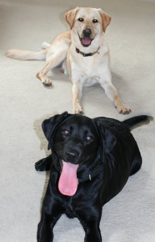 stacked photo of cabana and tazzle in down stays on carpet, both have open mouthed smiles, tazzle has long pink tongue hanging out happily