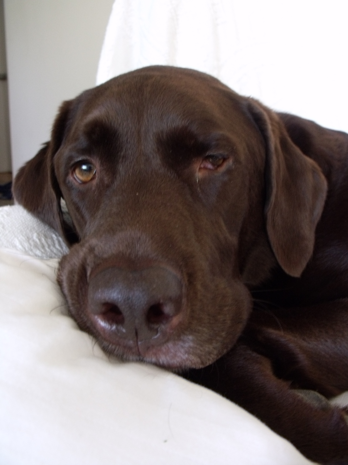 Pink Daisys Blog Flip Video Camera + Chocolate = A Bad Dog