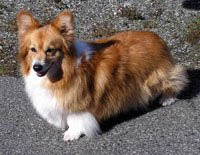 Corgi+fluffies