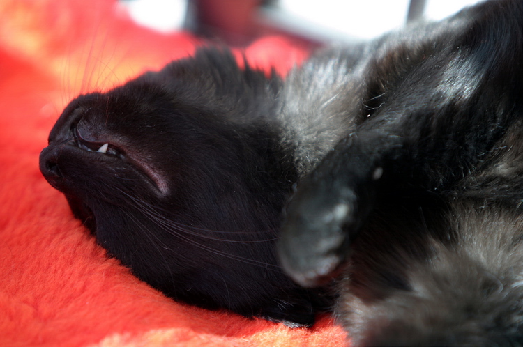 [Cat-sleeping-on-head.jpg]