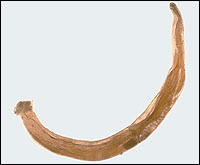 Male Hookworm