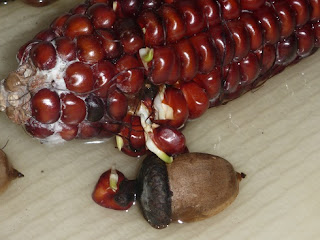 Science Activity For Kids With Indian Corn Decorations