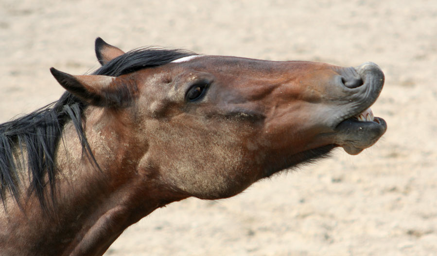 [horseface.jpg]