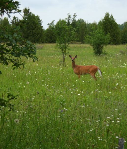 [deer.jpg]