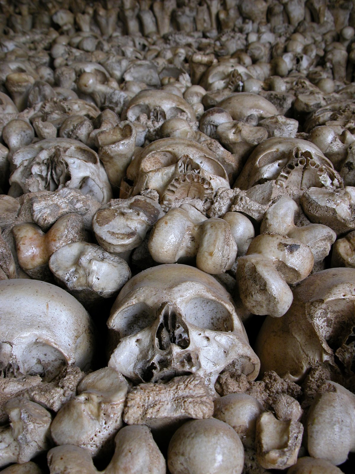 [b20nature_extinct007.jpg]