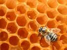 MELLIFLOR (ferme apicole pédagogique (Erquennes)