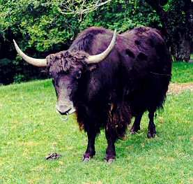 Tense of Thousands: Animal of the Day - Yak