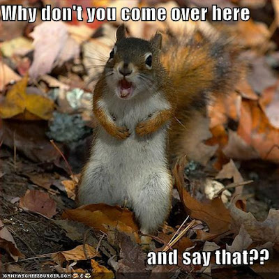 funny squirrels. Squirrels.