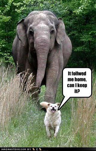 funny dog quotes. funny dog quotes.